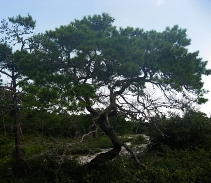 Pinus clausa boom met groene naalden en kegels op een tak.