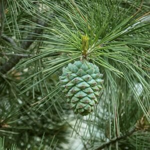 Pinus gerardiana boom in de bergen van Himachal Pradesh, India.