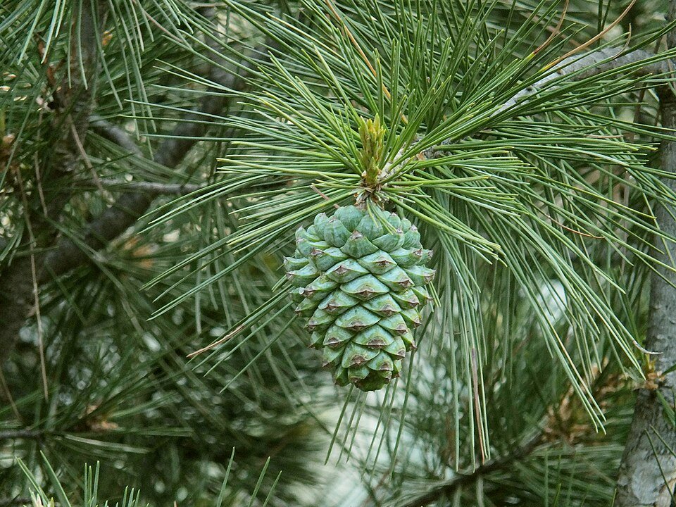 Pinus gerardiana boom in de bergen van Himachal Pradesh, India.
