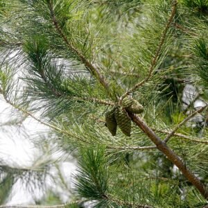 Pinus greggii met donkergroene naalden en kegelvormige dennenappels in Cerro Potosi, Mexico.