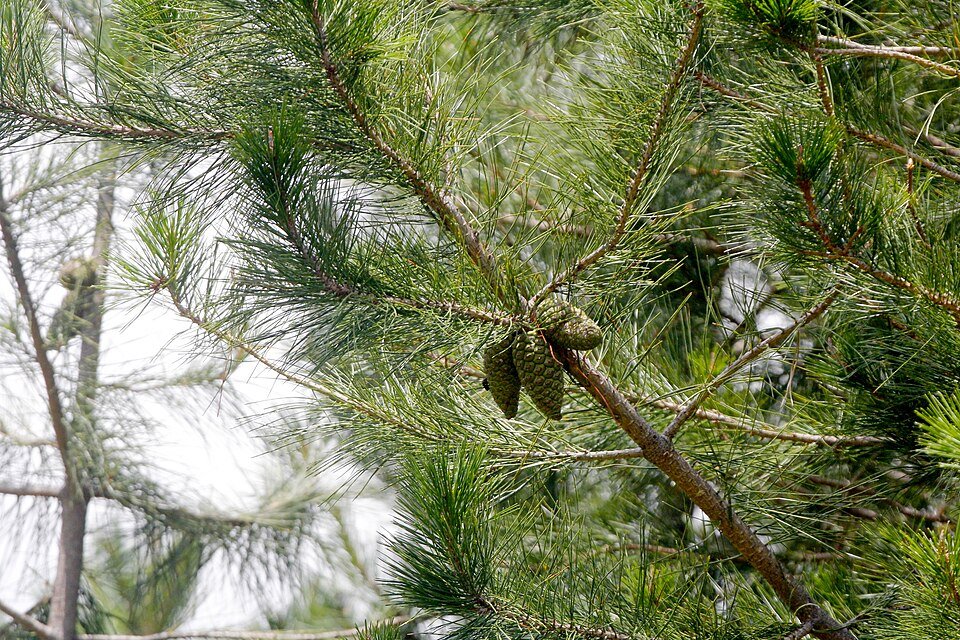 Pinus greggii met donkergroene naalden en kegelvormige dennenappels in Cerro Potosi, Mexico.
