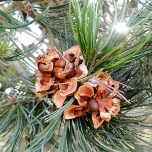 Pinus johannis met lange naalden en kegelvormige dennenappels in natuurlijke omgeving.