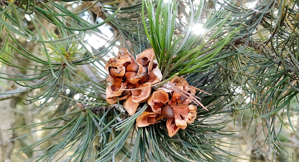 Pinus johannis met lange naalden en kegelvormige dennenappels in natuurlijke omgeving.