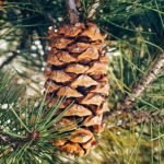 Pinus nelsonii met lange naalden en kegelvormige dennenappels in Miquihuana, Tamaulipas, Mexico.