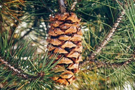 Pinus nelsonii met lange naalden en kegelvormige dennenappels in Miquihuana, Tamaulipas, Mexico.