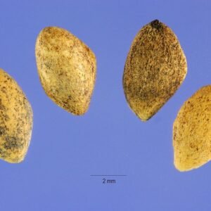 Zwarte den zaden op een witte achtergrond.