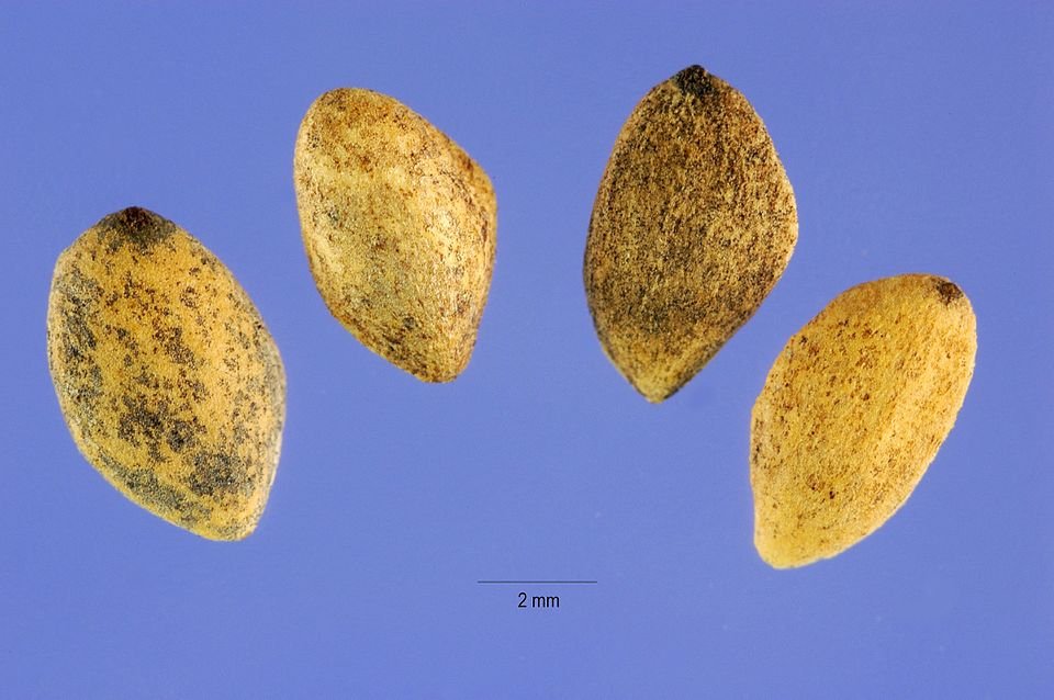 Zwarte den zaden op een witte achtergrond.