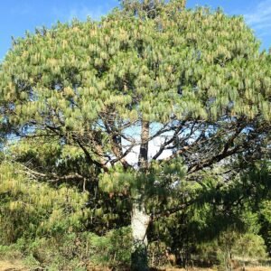 Pinus patula boom in Esperanza, Puebla, Mexico.