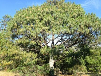 Pinus patula boom in Esperanza, Puebla, Mexico.