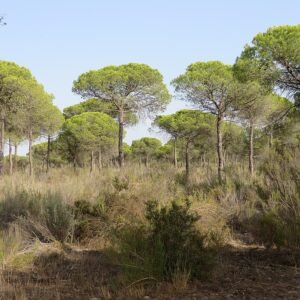 Pijnboom met pijnboompitten, groen naaldachtig blad en zonlicht.