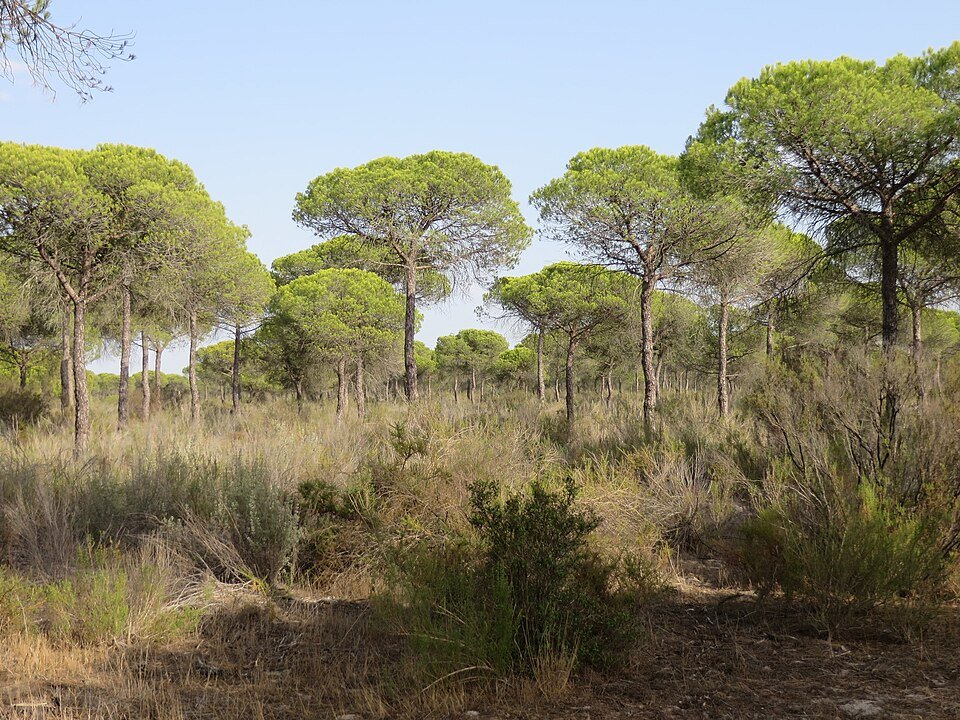 Pijnboom met pijnboompitten, groen naaldachtig blad en zonlicht.