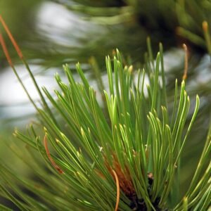 Pinus ponderosa boom in Nationaal Monument Florissant, Colorado, VS.