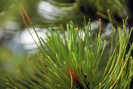 Pinus ponderosa boom in Nationaal Monument Florissant, Colorado, VS.
