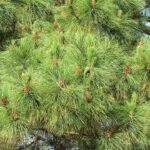 Pinus pseudostrobus boom in Acuitzio Michoacan, Mexico.