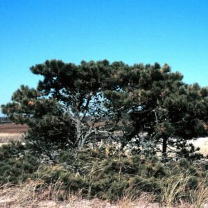 Pinus rigida naaldboom met groene naalden tegen blauwe lucht.