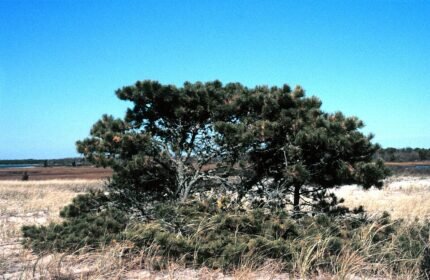 Pinus rigida naaldboom met groene naalden tegen blauwe lucht.