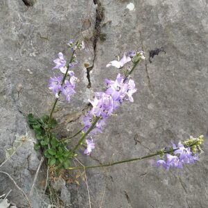Campanula pyramidalis bloem in wit met paarse tinten.