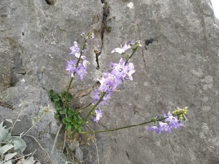 Campanula pyramidalis bloem in wit met paarse tinten.