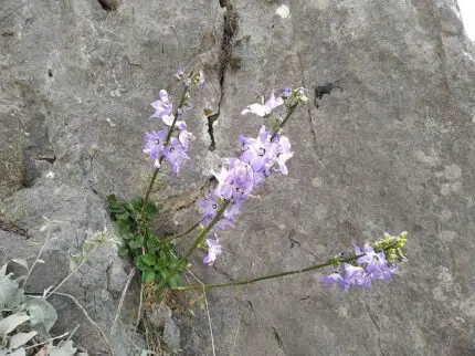 Campanula pyramidalis bloem in wit met paarse tinten.
