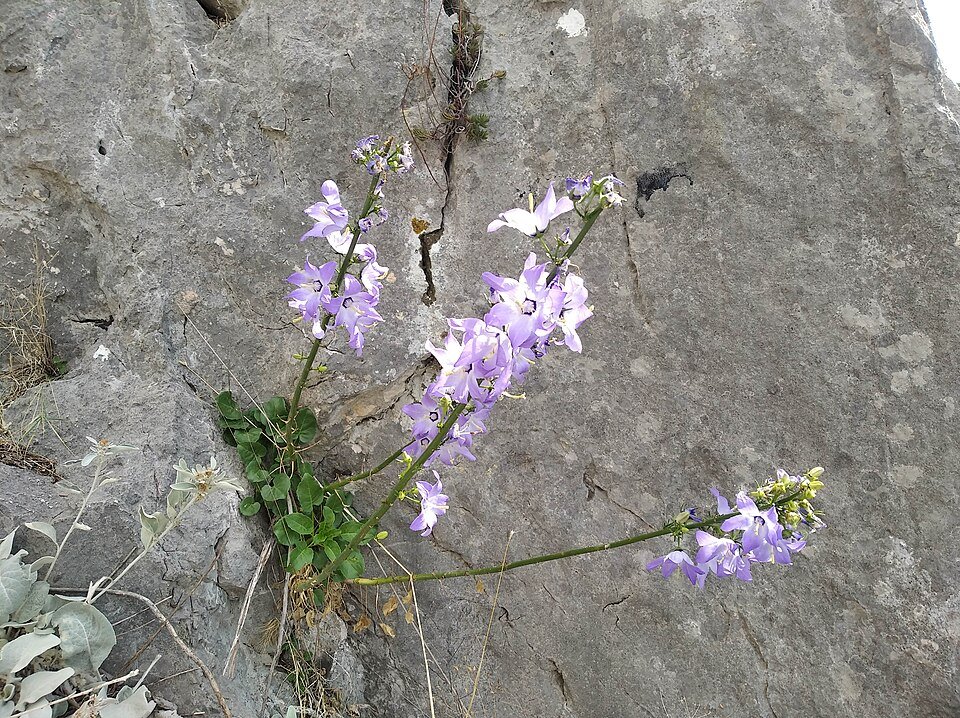Campanula pyramidalis bloem in wit met paarse tinten.