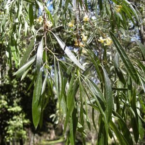 Blad van Pittosporum phillyreoides, groen en glanzend.