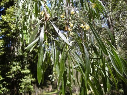 Blad van Pittosporum phillyreoides, groen en glanzend.