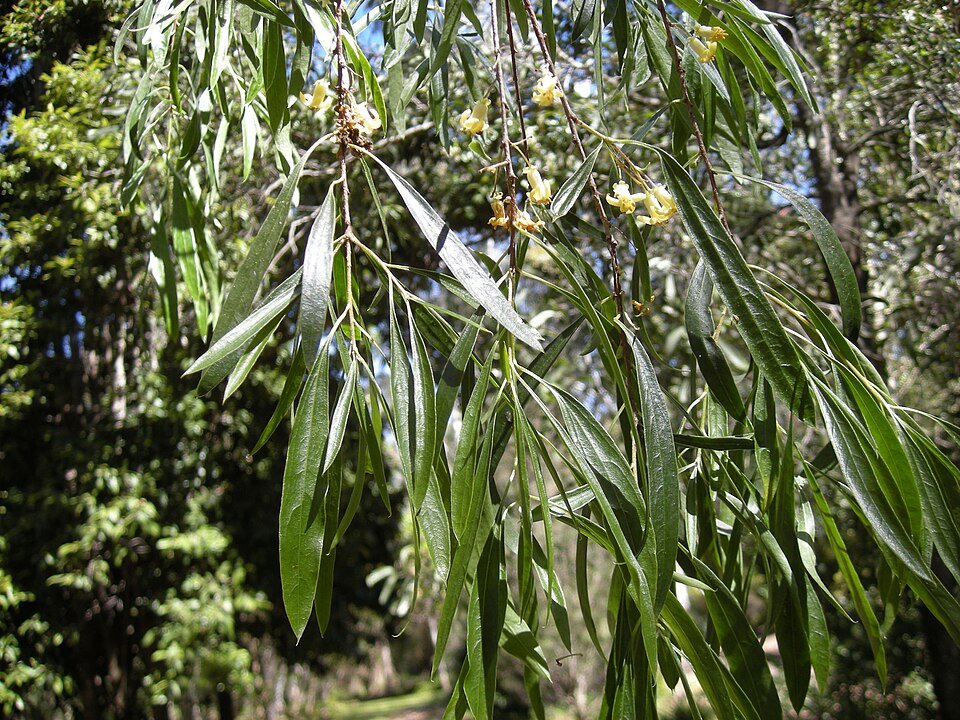 Blad van Pittosporum phillyreoides, groen en glanzend.