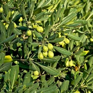 Pittoreske Pittosporum tobira plant met glanzende groene bladeren en witte geurige bloemen.