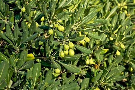 Pittoreske Pittosporum tobira plant met glanzende groene bladeren en witte geurige bloemen.
