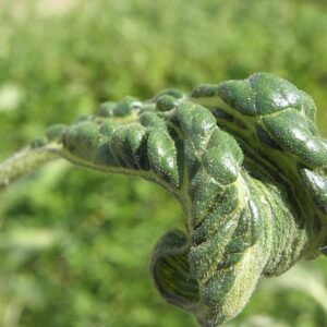 Close-up van Plasmopara halstedii schimmel op zonnebloemblad.