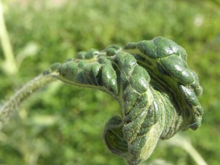 Close-up van Plasmopara halstedii schimmel op zonnebloemblad.