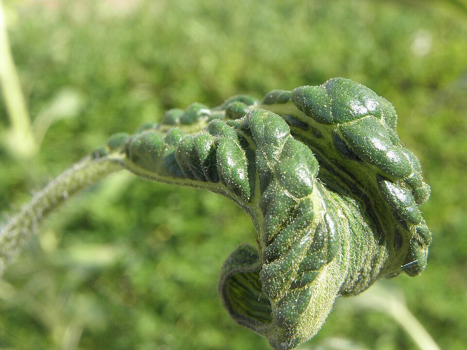 Close-up van Plasmopara halstedii schimmel op zonnebloemblad.