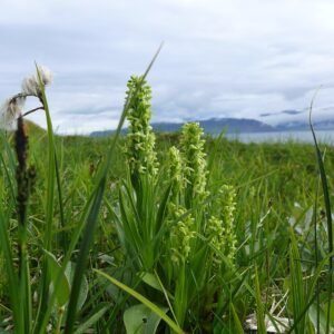 Geelgroene Platanthera flava bloem in close-up.