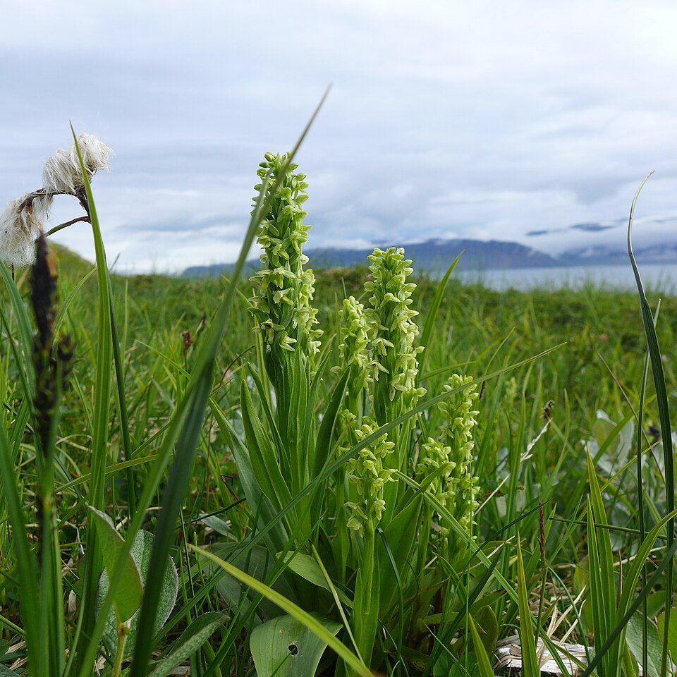 Geelgroene Platanthera flava bloem in close-up.