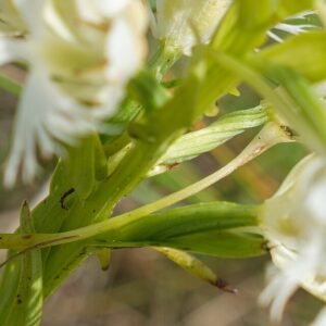 Bloeiende Western Prairie Fringed Orchidee in natuurlijke habitat.