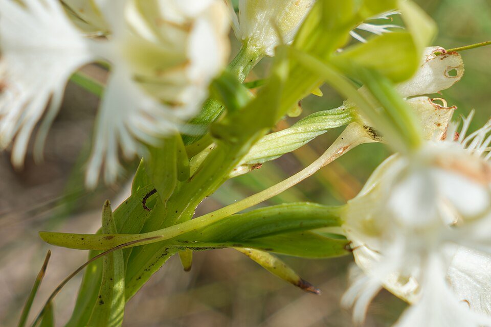 Bloeiende Western Prairie Fringed Orchidee in natuurlijke habitat.
