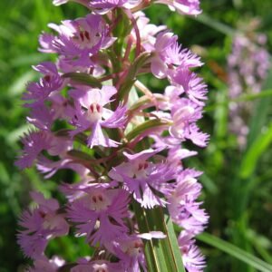 Platanthera psycodes bloem in schaduwige setting.