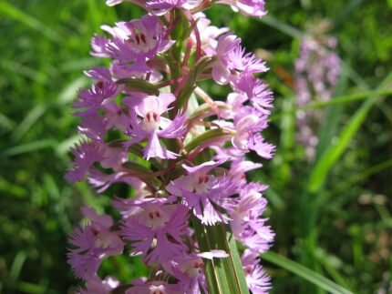 Platanthera psycodes bloem in schaduwige setting.