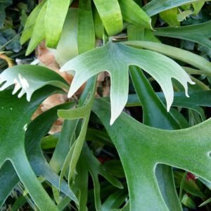 Platycerium alcicorne bladeren tegen een witte achtergrond.