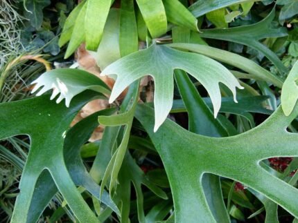 Platycerium alcicorne bladeren tegen een witte achtergrond.