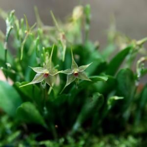 Kleine Platystele orchidee met gestreepte bloem en groen blad.