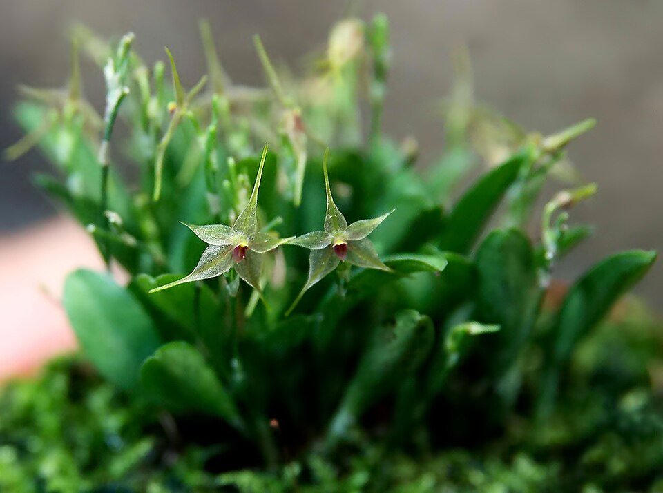 Kleine Platystele orchidee met gestreepte bloem en groen blad.