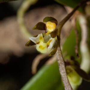 Close-up van Plectorrhiza tridentata orchidee met gele en paarse bloemblaadjes.