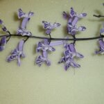 Plectranthus Mona Lavender plant in purple flower bloom.