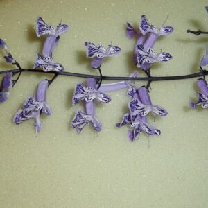 Plectranthus Mona Lavender plant in purple flower bloom.