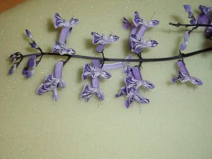 Plectranthus Mona Lavender plant in purple flower bloom.