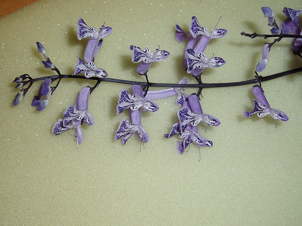Plectranthus Mona Lavender plant in purple flower bloom.