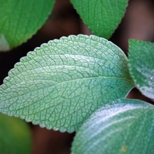Zilverkleurige bladeren van de Plectranthus argentatus plant met haartjes.