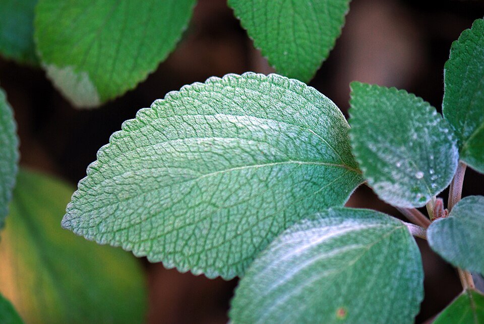 Zilverkleurige bladeren van de Plectranthus argentatus plant met haartjes.