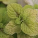 Plectranthus strigosus plant with green leaves in a pot.